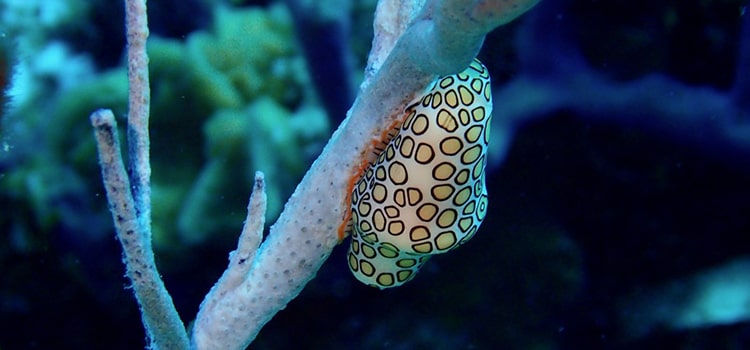 Life Under the Sea